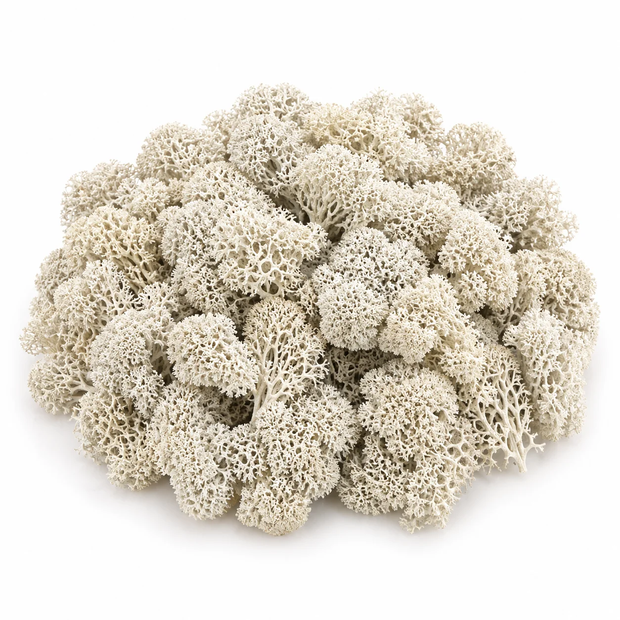 Fresh deerfoot moss bulk - natural branching green clusters for crafts, terrariums and model scenery.