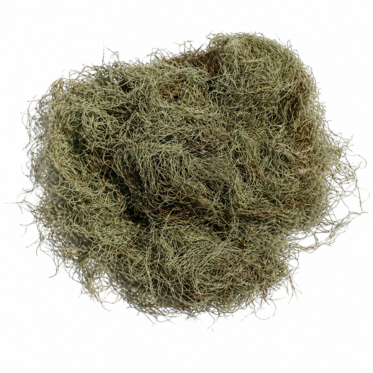 Buy fresh Spanish moss wholesale - soft draping strands perfect for rustic weddings, arches and bouquet wraps.
