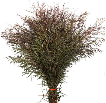 Agonis Foliage