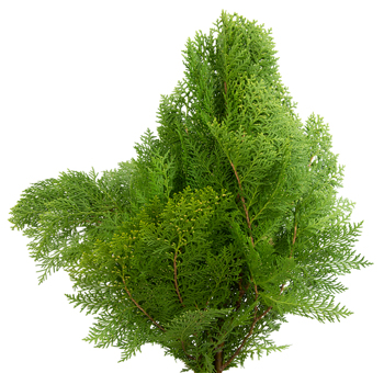 Fresh-cut Arborvitae greenery with feathery, deep green foliage ideal for floral arrangements, centerpieces, wreaths, and seasonal wedding decor.