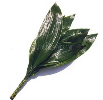 A bundle of fresh green Aspidistra leaves with glossy, broad surfaces, perfect for use as greenery in floral arrangements or decorative displays.