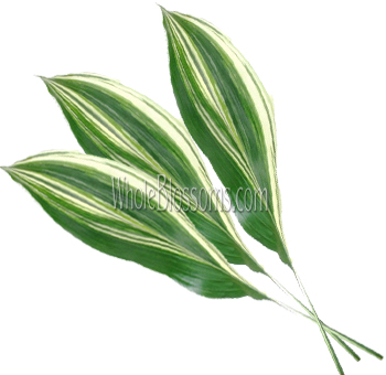 Aspidistra