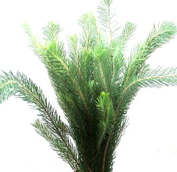 Pine