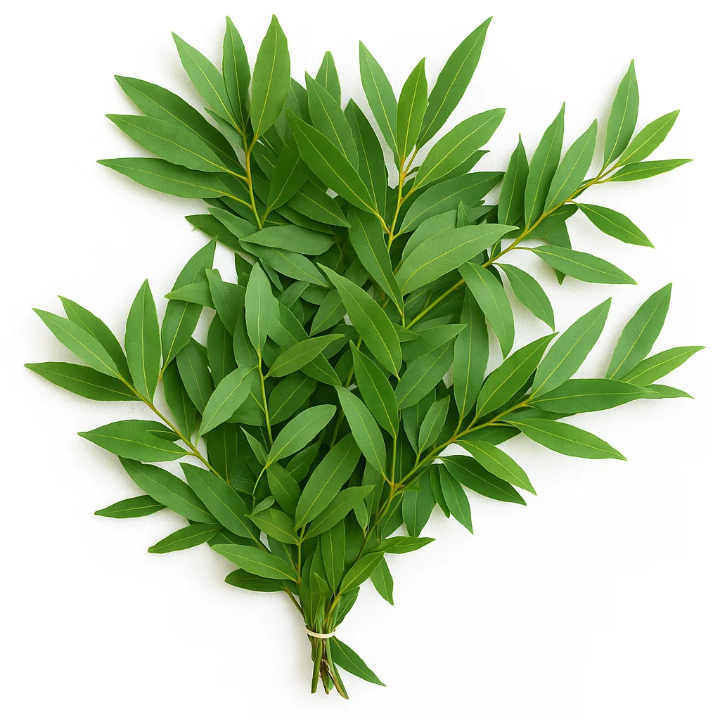 Fresh bay leaf bundle spread flat with stems tied, displayed fanned out in a triangle shape on a clean white background.