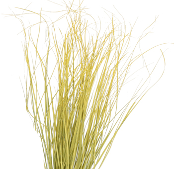 Grass