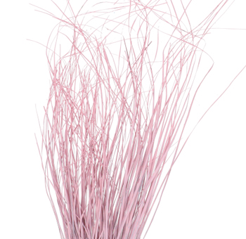Grass