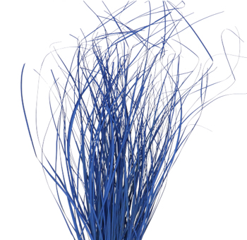 Bear Grass