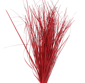 Bear Grass