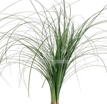 Fresh green Bear Grass with long, slender blades, ideal for adding movement and texture to floral arrangements and bouquets.