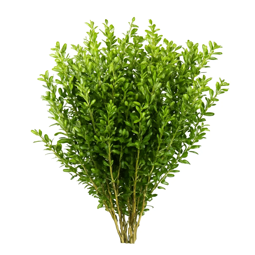 Lush and vibrant bundle of light green boxwood greenery with thin stems and small rounded leaves, isolated on white for floral design.