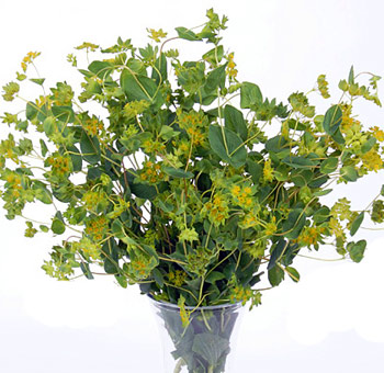 Bupleurum Flower