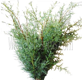 Carolina Cypress Sapphire