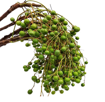 Berries