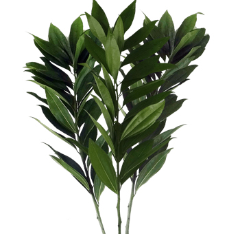A close-up of fresh Cocculus greenery with glossy, narrow dark green leaves, ideal for wedding centerpieces, floral arches, or event backdrops.