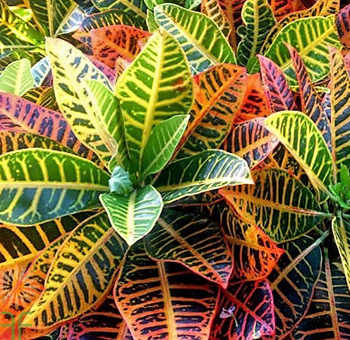 Leaves