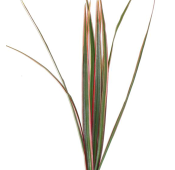 Wholesale Dracaena leaves, ideal for weddings, event styling, floral centerpieces, and decorative arrangements.