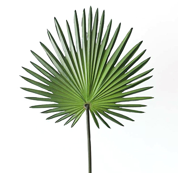 Palm fan leaves for wedding floral arrangements, tropical bouquet accents and event décor for boho and destination weddings
