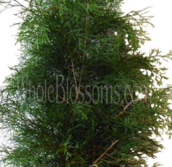Cedar Green