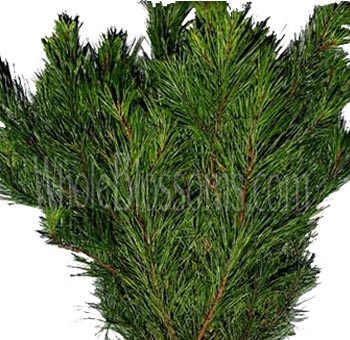 Florida Pine