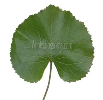 Glossy green Galax lily pads with rich texture, perfect for wedding floral bases, gift arrangements, and event styling.