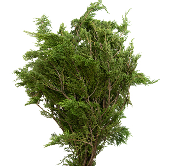 Cedar Greenery