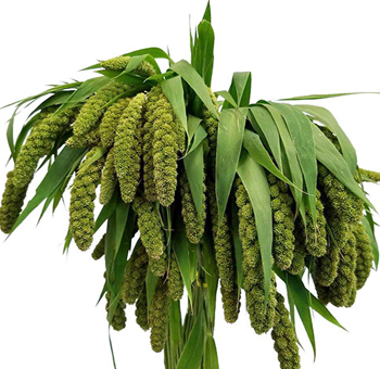 Millets