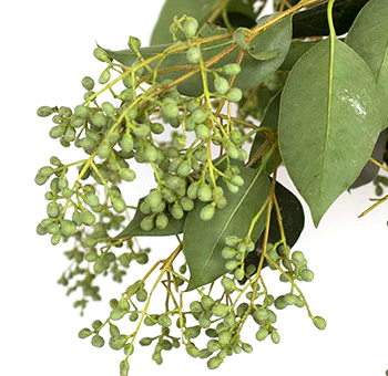 Wholesale Privet Berries with greenery, perfect for arrangements, weddings, parties, and seasonal decorations.