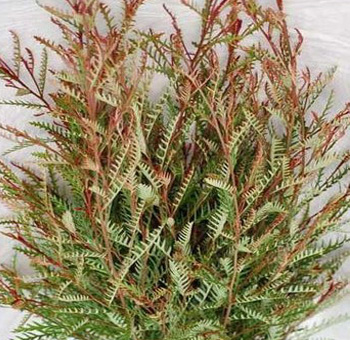 Grevillea