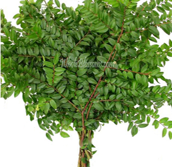 Lush green Huckleberry filler with vibrant, glossy foliage, perfect for enhancing floral arrangements with fullness and texture.