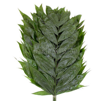 Bunch of Jade green filler leaves with glossy, vibrant foliage, often used in floral arrangements to add lush greenery and a rich texture to bouquets and centerpieces.
