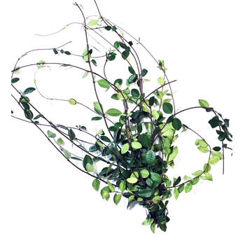 Fresh Jasmine Vine, ideal for romantic wedding décor, cascading centerpieces, and stylish floral designs.