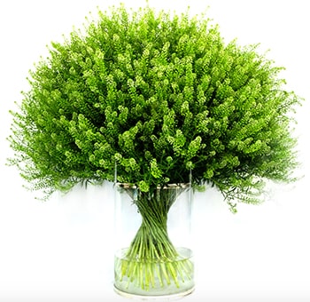 Wholesale Lepidium greenery in bulk, perfect for wedding bouquets, floral arrangements, and event décor.