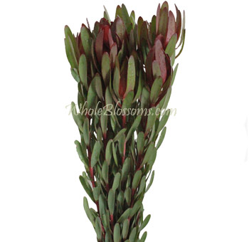 Leucadendron