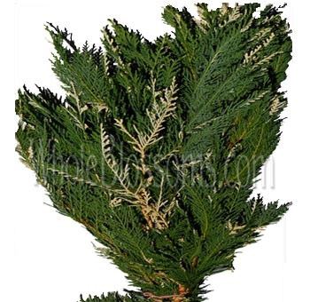 Variegated Leyland Cypress greenery in bulk, perfect for weddings, floral arrangements, and holiday décor.