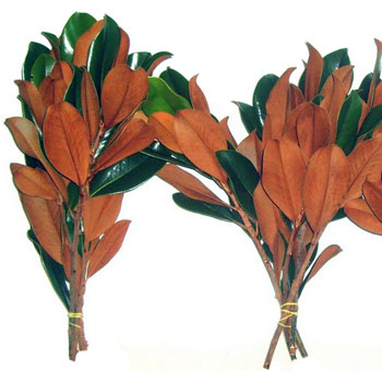 Glossy green magnolia leaves with rich texture, ideal for rustic weddings, lush centerpieces, and premium floral décor.