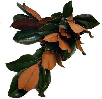 Bulk fresh magnolia leaves greenery for weddings, floral design, garlands, and event décor.