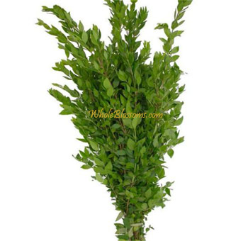 Wholesale myrtle greens perfect for bouquets, centerpieces, and natural wedding decorations.