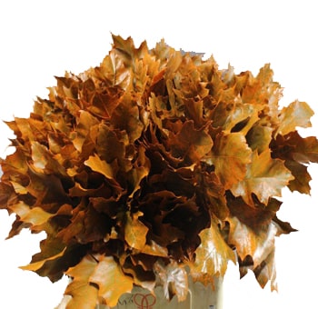 Oak Leaf