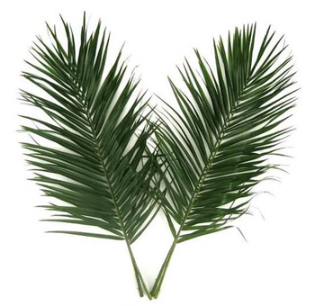 Phoenix Roebelenii