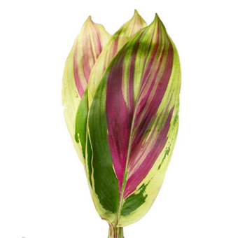 Ti Leaf