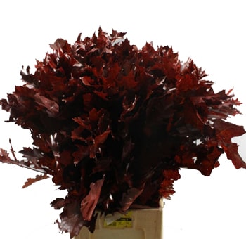 Red Oak Leaf
