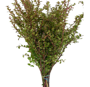 Huckleberry