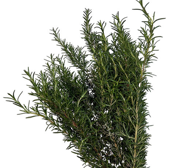 Fresh bulk Rosemary greens, ideal for weddings, floral arrangements, rustic décor, and event styling.
