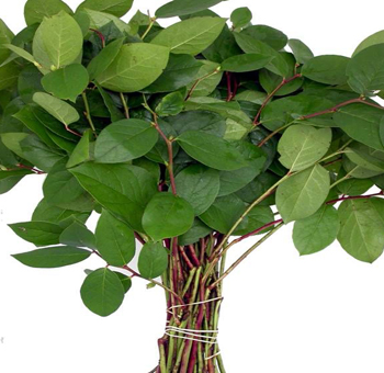 Bundle of fresh, green salal leaves with vibrant stems, neatly tied together. These leaves are often used as greenery filler in floral arrangements, adding texture and a natural touch to bouquets and centerpieces.