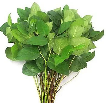 Versatile salal tips add lush greenery to floral arrangements; perfect for enhancing bouquets and centerpieces, offering texture and freshness.
