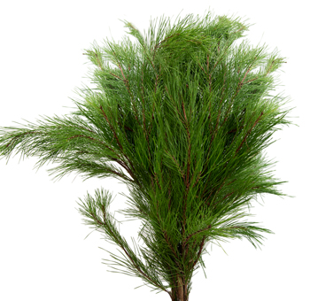 Pine