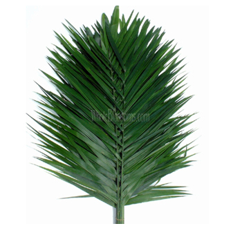 Teepee Fern foliage with lush green fronds adds natural texture and volume to wedding arrangements and bulk floral designs.