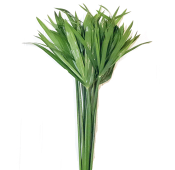 Fresh Umbrella Leaves, ideal for tropical floral arrangements, weddings, parties, and decorative event styling.