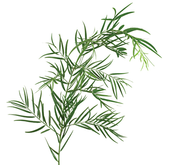 Wholesale Weeping Podocarpus greenery in bulk, perfect for wedding arrangements, centerpieces, and event décor.
