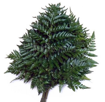Bunch of leather leaf ferns with dark green, glossy foliage arranged in a fan-like shape, commonly used as filler in floral arrangements to add volume and texture.